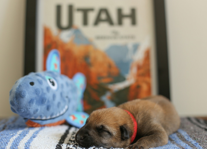 chinook puppy